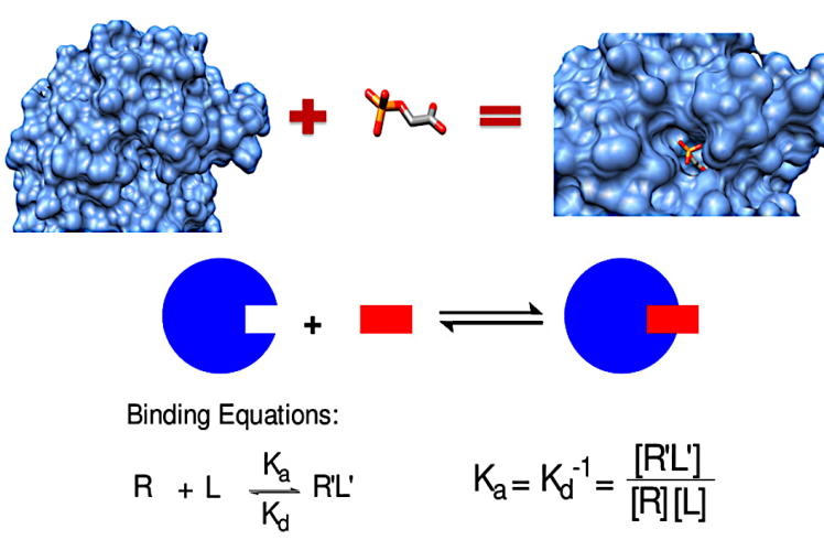 مبانی داکینگ مولکولی (Molecular Docking) - بخش ۱